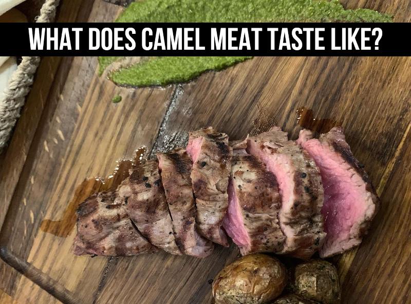 What Does Camel Meat Taste Like