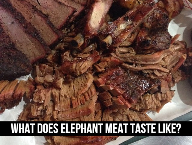 What Does Elephant Meat Taste Like