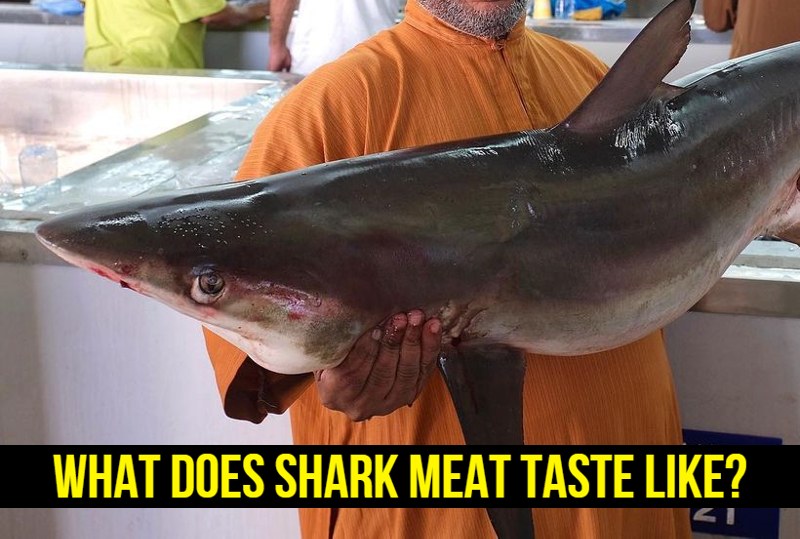 What Does Shark Meat Taste Like?